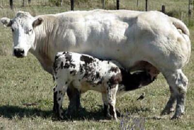 Порода Belgian Blue