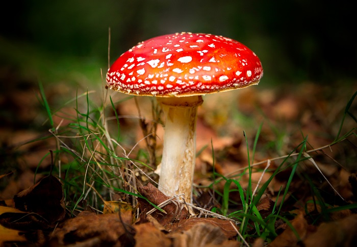 снимки: iStock