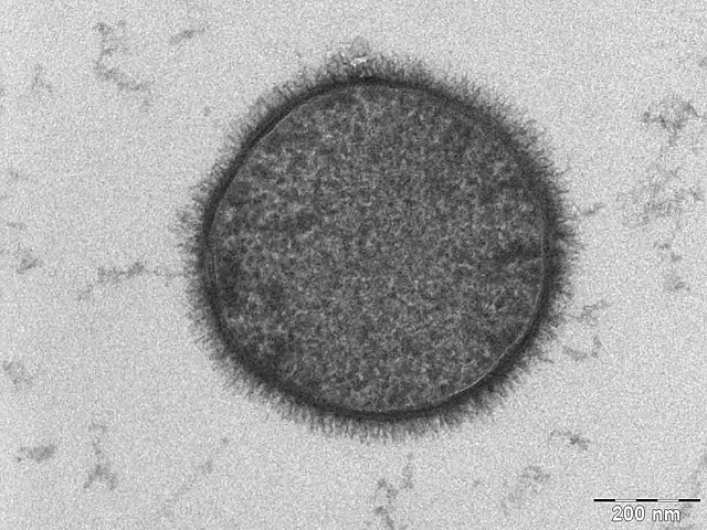 Bacillus subtilis, снимка: Wikimedia Commons