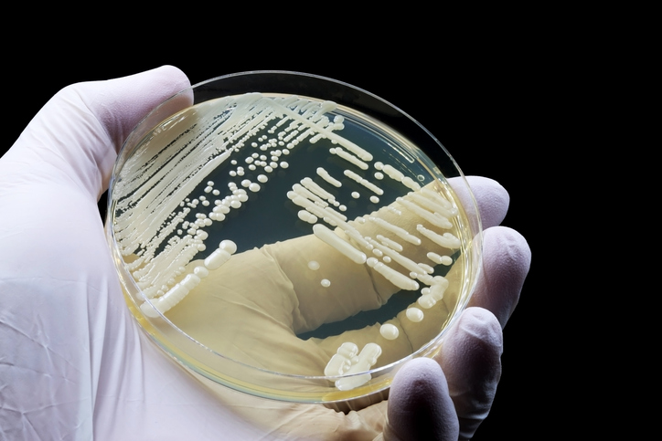 Candida auris, снимка: iStock