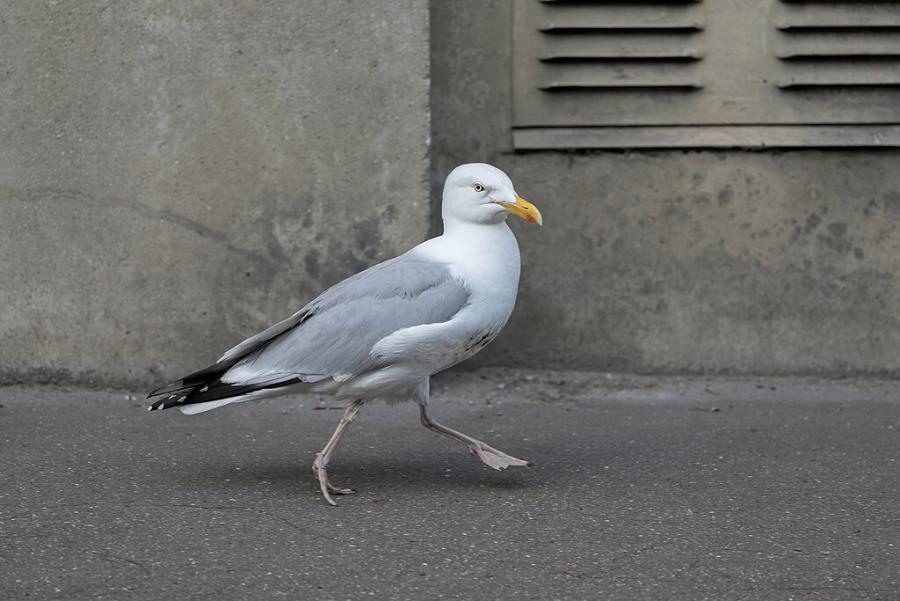 Снимки: Базил Морин, Wikimedia Commons, iStock