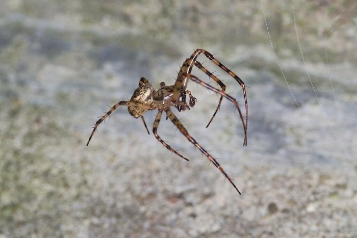 Metellina merianae, снимка: Wikimedia Commons