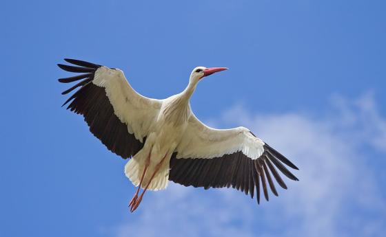 Бели щъркели в снега