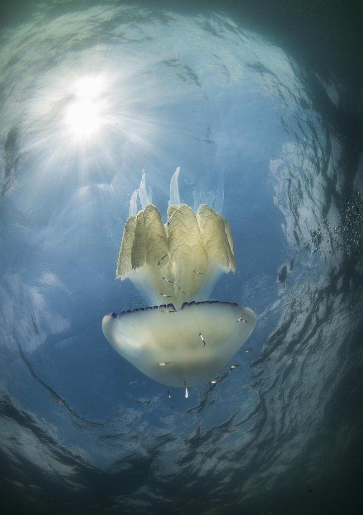 Медуза във Варненския залив