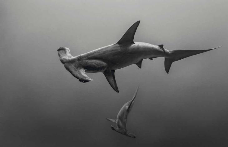Двойка 3-метрови акули чук в Червено море, дълбочина 35 м
