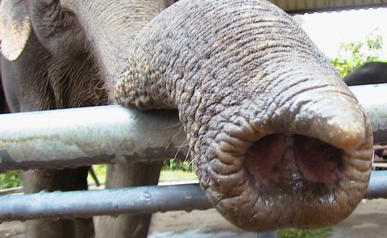 Слоновете могат да „изчисляват“, използвайки хоботите си