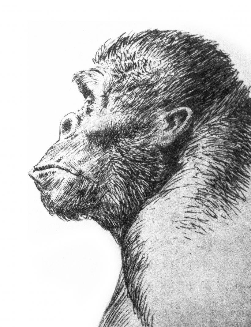 Грекопитекът (Graecopithecus freybergi) е живял преди 7,2 млн. год. в саванни условия. Вляво - изглед на палеосредата, в която е живял, според мястото на намиране на долната челюст (Пиргос Василисис край Атина). В далечината се виждат и днес съществуващите възвишения Химетос и Ликабетос. Представени са саванните видове животни, установени според намерените фосили. Възстановка на Велизар Симеоновски (Чикагски музей по естествена история) под научното ръководство на проф. Николай Спасов и проф. Мадлен Бьоме.