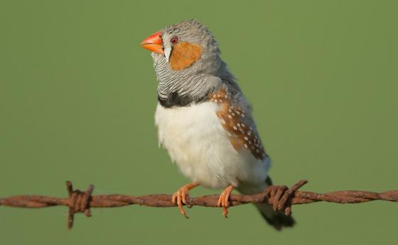Учени накараха птички да пеят чужди песни