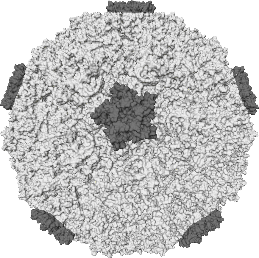 Човешки риновирус, снимка: commons.wikimedia.org