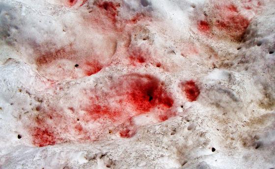 Антарктида осъмна с кървав сняг, мирише на диня