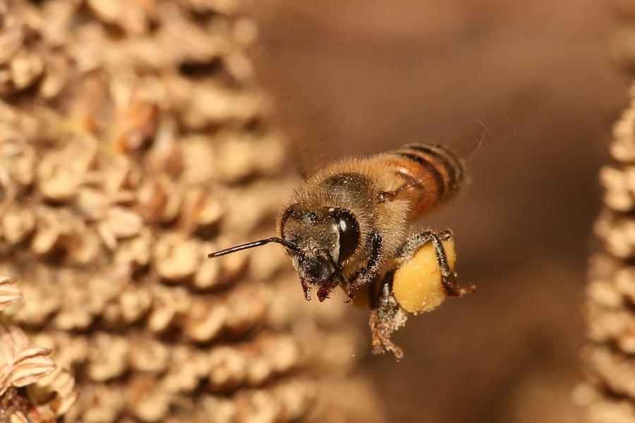 В Плевенско умряха хиляди пчелни семейства