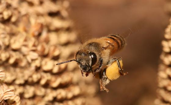 В Плевенско умряха хиляди пчелни семейства