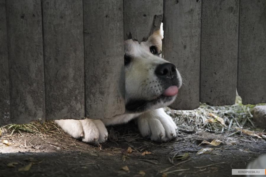 Кадър от филма Hachi: A Dog`s Tale, 2008, снимка: kinopoisk.ru