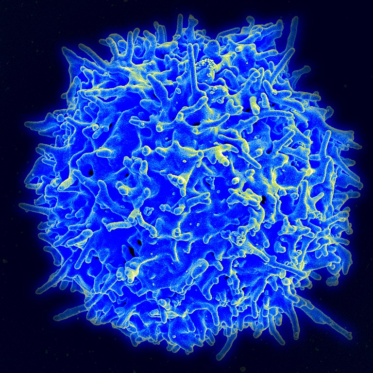 Коронавирусът използва стратегията на раковите клетки