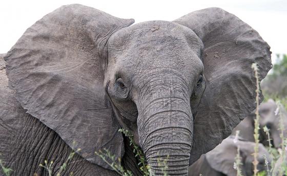 Стотици слонове умират мистериозно в Ботсвана