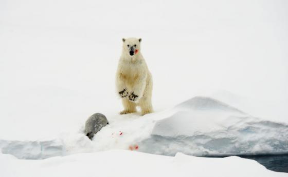 След 80 г. няма да има полярни мечки