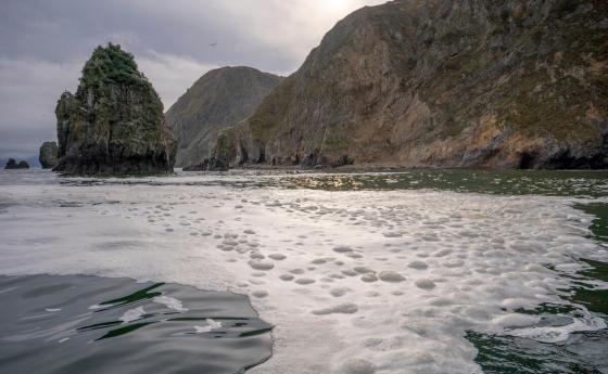 Нещо зловещо се случва в крайбрежните води на Камчатка