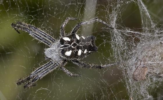 Учени превърнаха паяжината в музика