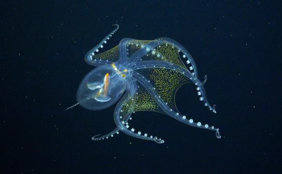 Учени заснеха за първи път стъклен октопод в естествената му среда