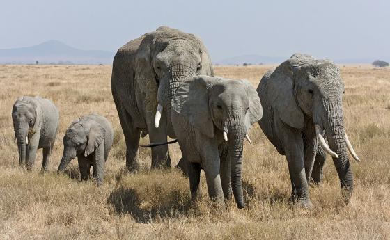 Планетна смяна: Стадо слонове в хола, за коeто никой не говори