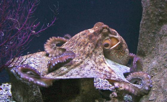 Октоподите, раците и омарите са съзнателни същества
