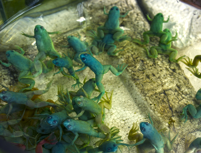 Първите ксеноботи бяха създадени от клетки на Xenopus laevis в началото на 2020 г.