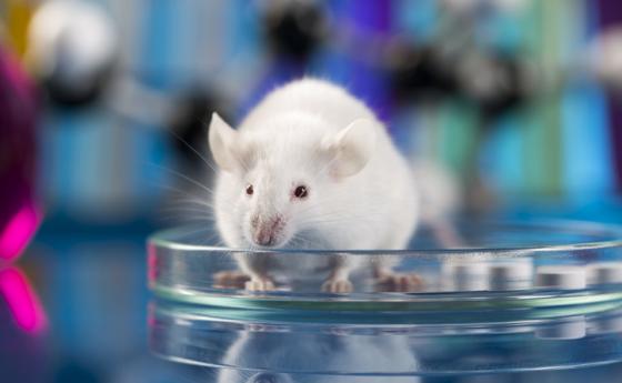 Китайски учени: Omicron може да е скочил от човек към мишка и обратно