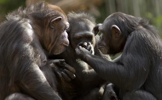 Шимпанзетата боравят с 400 „думи”, съчетавайки различни крясъци