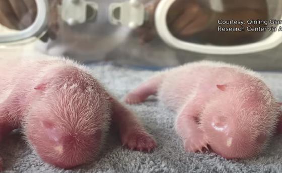 Родиха се близначета панди от рядка порода