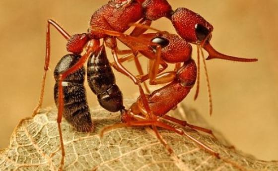 Трудът убива: Тази царица мравка живее 500% по-дълго от работничките