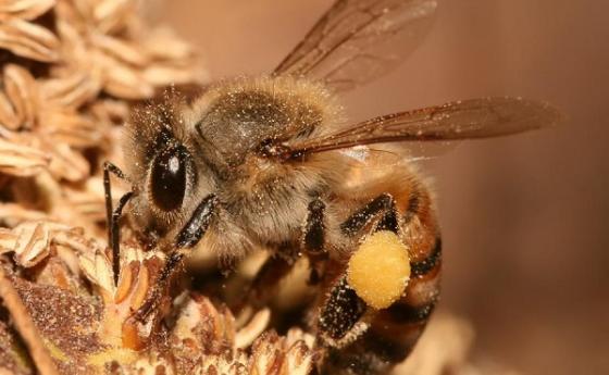 Пчелите на кралицата бяха информирани за нейната смърт