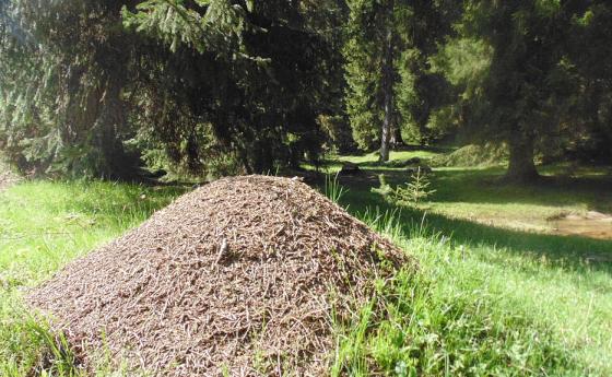 Около 20 квадрилиона мравки живеят на Земята