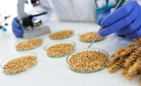 Учените също са против дерегулацията на новите ГМО